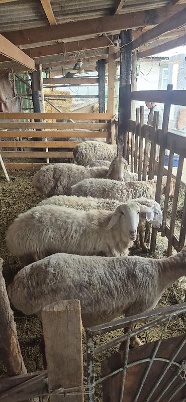 Баран, овца: Продаю | Овца (самка), Ягненок, Баран (самец) — 4