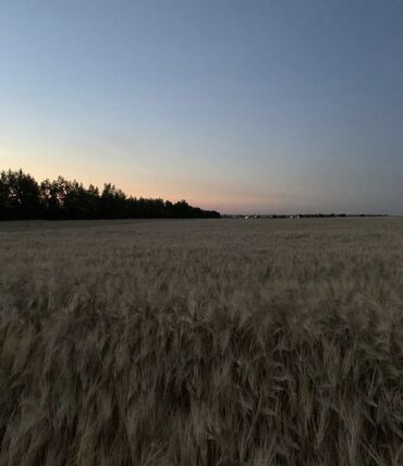 земельный участок в токмоке: Farming