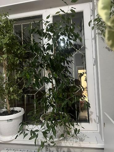 цветы фикусы: Распродажа цветов связи с переездом. Фикусы Бенджамина в горшках - — 7