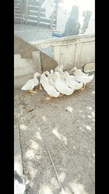 pekin ördeği: Salam tam saqlam 2 ayliq pekin kuban oredeklerdir 11 ededir .Unavn — 6