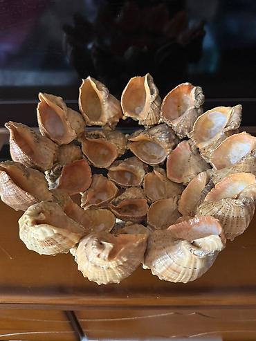 gül: 🐚 Təbiətin gözəlliyi və zərif dizaynın möhtəşəm vəhdəti! Təbii dəniz — 5