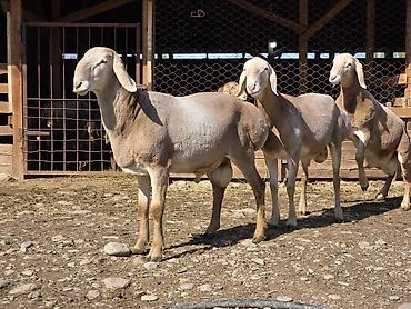 Баран, овца: Продаю | Ягненок, Баран (самец) | Арашан — 1