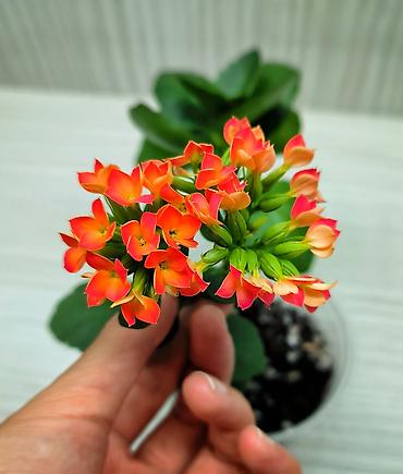 каланхоя: КОМНАТНЫЕ ЦВЕТЫ ПРОДАЮ 🌱 Каланхоэ - 100 🌱 Сингониум Пикси - 250 🌱 — 2