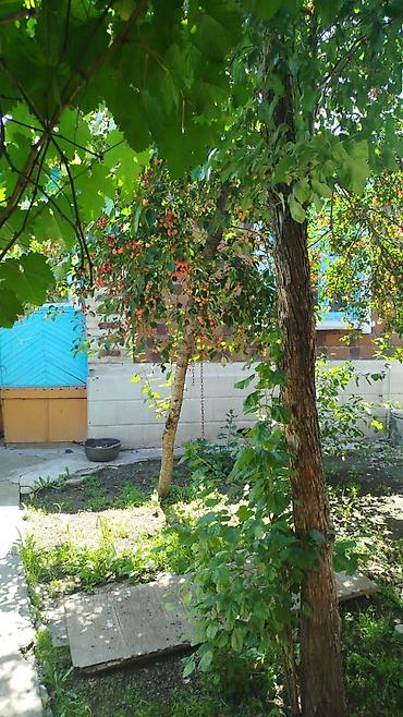 перво май: Продаю дом 65кв в бишкеке.начало маевка.дом 65 кв.4 соток.Газ — 9