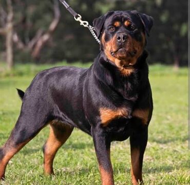 İtlər: Rotveyler — 2