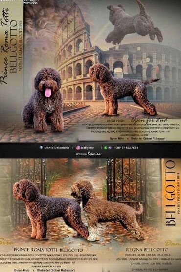 Psi: Lagotto Romagnolo štenci Odgajivačnica "Bellgotto" 7522 sa — 13