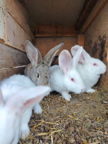 Dovşanlar: Rizen balalar bir ədədi 50 azn cüt alana 80 azn. Çatdrılma — 6