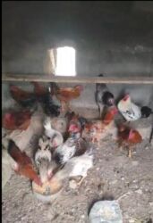 xoruzun nece rengi var: Toyuq, Damazlıq