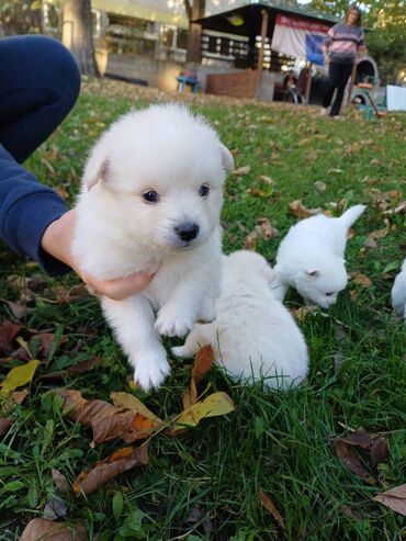 Psi: Nemački špic štenci - majka je naš kućni pas (ima je na slici gde na lalafo.rs — 10 Psi: Nemački špic štenci - majka je naš kućni pas (ima je na slici gde — 10