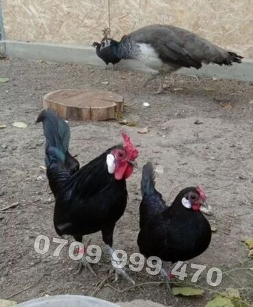 продаю музоо торпок корова самка бык самец айрширская ангус алатауская на забой для разведения на откорм племенные нетель привязанные: Продаю цыплят Карликовая Бетнамка! Возраст от суточных до двух