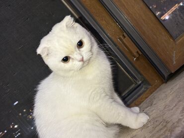 Pişiklər: Şotland, Dişi, Yaxşı əllərə, Pulsuz çatdırılma -da lalafo.az — 7 Pişiklər: Şotland, Dişi, Yaxşı əllərə, Pulsuz çatdırılma — 7