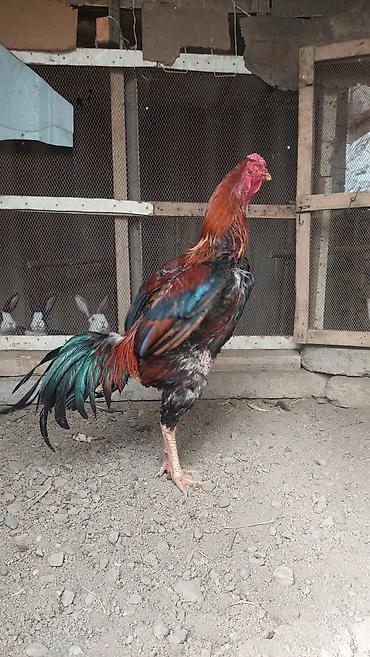 Xoruzlar: Xoruz, il: <1, Pulsuz çatdırılma — 8