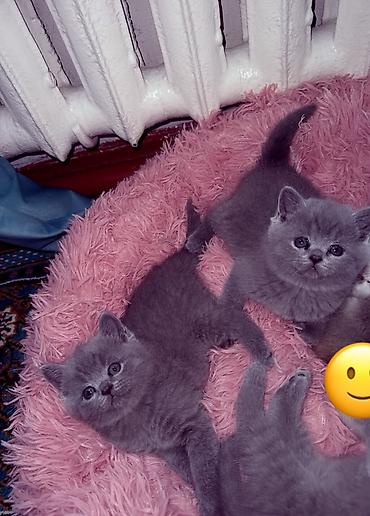 египетская кошка 2021: Скотиш Страйт (Шотландская прямоухая), 1 месяц, Мальчик, Серый, С документами — 5
