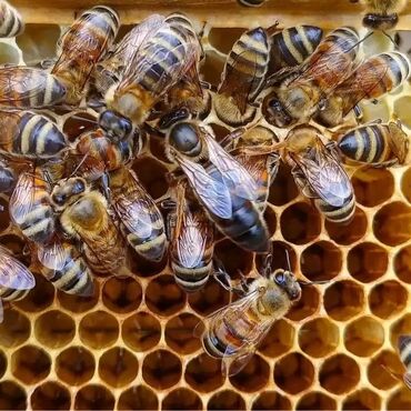 Arılar: Ana arı karnika f1. ana arilara söz ola bilməz. safdan birbaşa əldə