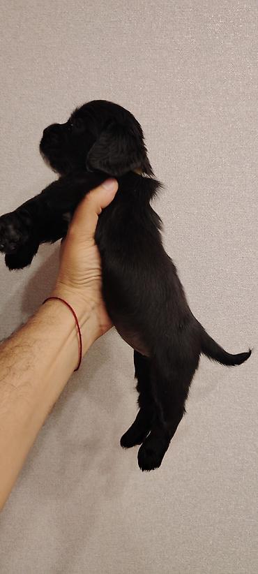 itlə: 1 ay, Erkək, Ünvandan götürmə — 1