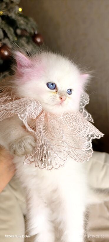 Xaltalar, qayışlar və tasmalar: 3 dişi öz pişiyimin balasıdır makler deiləm — 13