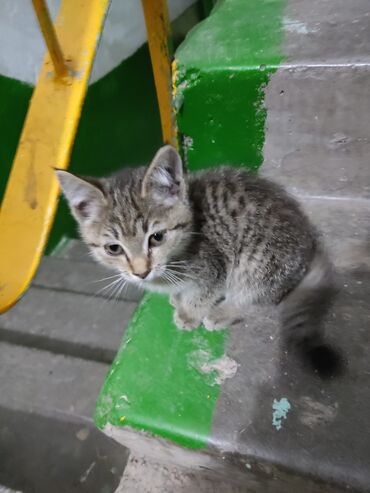Отдам даром кошку: Кошка даром: Сибирская, 2 месяца, Девочка