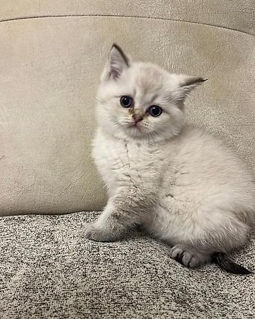 Pişiklər: Britan — 5