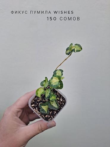 Комнатные растения: 🌿 В продаже фикусы разных сортов (детки/молодыерастения). 💚 Названия — 7