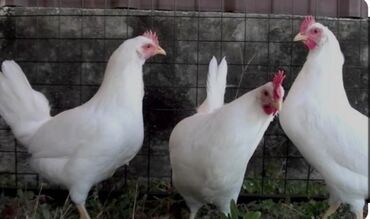 индюк цыплята: Продаю | Цыплята, Инкубационные яйца | Леггорн | Для разведения