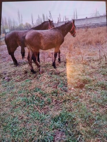 объявления о собаках sobaka: Продаю | Жеребенок