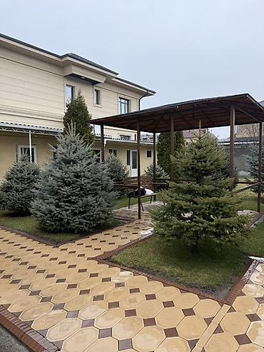 Ель: Продаю Ели голубые от 2-4 метров, колоновидные туи 4 метровые: густые — 10