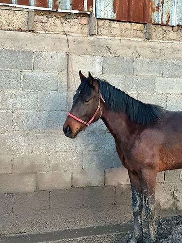 Лошади, кони: Продаю | Жеребец | Рабочий — 2