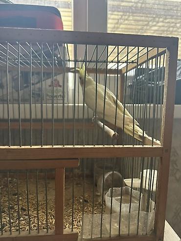 Птицы: 🦜 Продаётся попугай корелла (нимфа) светлого окраса с желтым хохолком — 1