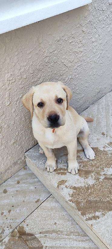 dişi labrador: Labrador-retriver, 3 ay, Dişi, Ünvandan götürmə — 1