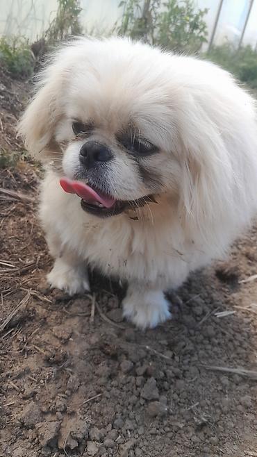 quru it yemi: Pekines, 1 il, Erkək, Sənədli, Rayonlara çatdırılma — 3