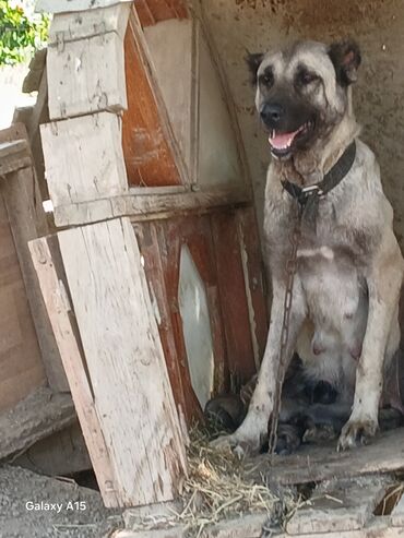 ağ itlər: Kanqal, 1 ay, Dişi, Ödənişli çatdırılma