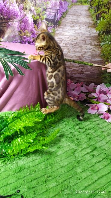 Продажа кошек: Друзья. Бенгальские котята !! Проф.Питомник Бен Гла Мур предлагает — 5