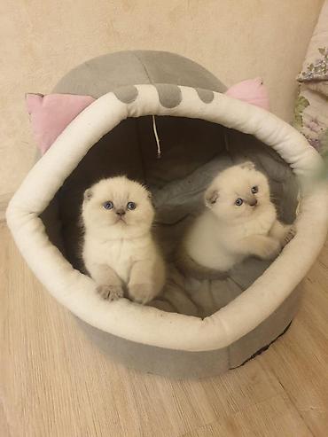 Pişiklər: Britan — 7