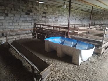 Bağ evlərinin satışı: Gəncə, 26 kv. m, 1 otaqlı, Hovuzsuz, Qaz, İşıq — 6