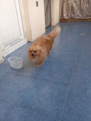 çoban iti qiyməti: Şpitz, 1 il, Erkek, Peyvəndli, Pulsuz çatdırılma