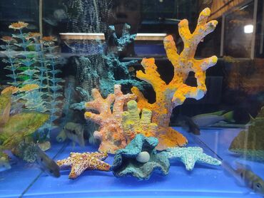 аквариум для рыбы: Новые украшения для оформления красивых аквариумов