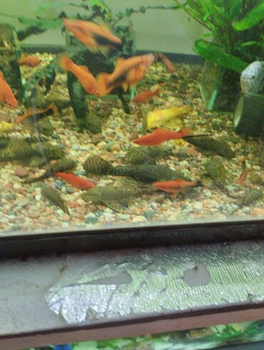 Рыбы: Гуппи 35с меченосцы от 50 с анцитрусы мальчики взрослые по 300с — 14