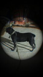 İtlər: Kane-Korso, 2 il, Erkek, Peyvəndli, Ünvandan götürmə — 17