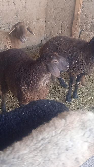 Бараны, овцы: Продаю | Овца (самка) | Для разведения | Ярка — 4