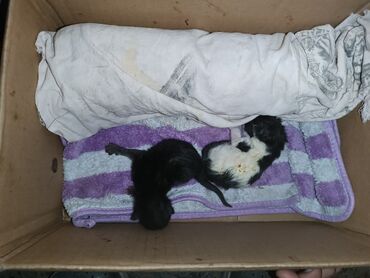 кошки веслоухие: СРОЧНО отдам новорожденных котят в добрые руки, возраст пару дней