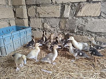 tap az goyercin satisi: Muscovy ördəyi balaları (indi yetişdirilən) - Növ: Muscovy (hind — 2