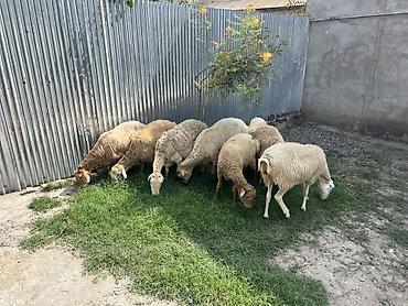 Рогатый скот: Məhsul: Qoyun sürüsü Təsvir: - Şəkillərdə gördüyünüz kimi bir neçə — 2