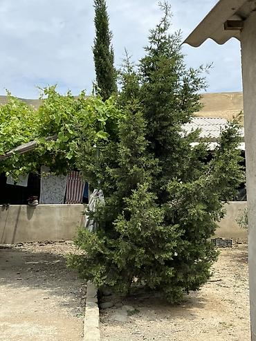 ciyələk ağacı satışı: Satılır: şam ağaci 6 eded hamsi birlikde 250 azn 5 ilin agaclaridi — 2