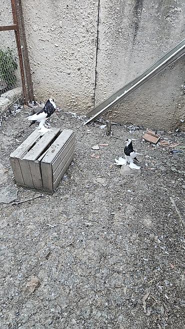 ördək balası və cücə: Xamilyon qara pomerianlar həm beli həm quyruqlari parıltılı qaradır — 4