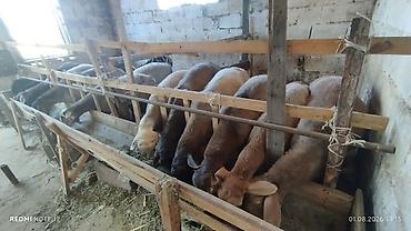 овец: Продаю | Овца (самка) | На забой | Матка — 3