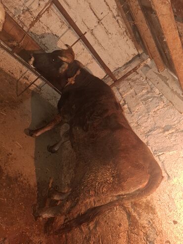 Inəklər, öküzlər: 3 de qisir iney 4850 ze deyirem kom satilir tekliyende qiymet ferqli — 10