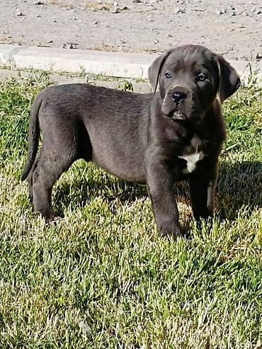 Psi: Kane Korso štenci Odgajivačnica Cane Corso Kennel Heavenly Kingdom FCI na lalafo.rs — 5 Psi: Kane Korso štenci Odgajivačnica Cane Corso Kennel Heavenly Kingdom FCI — 5