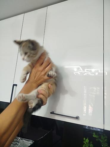 трехцветный котенок купить: Кошка даром: Экзотическая, 2 месяца, Девочка, Приучена к лотку — 7