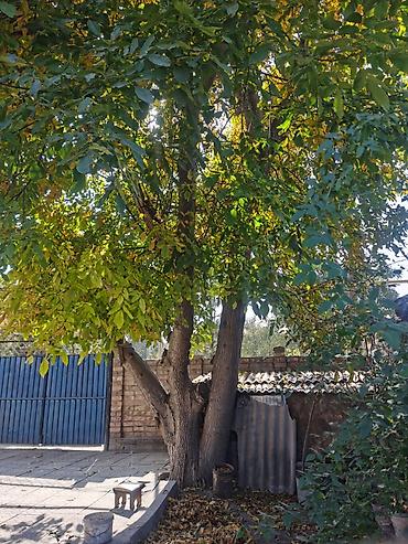 газон цена: Дерево грецкий орехи
цена договорная — 3
