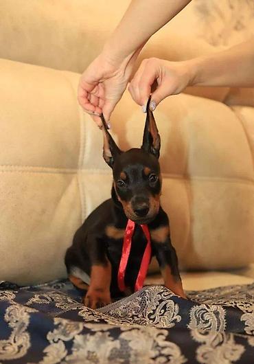 itler: Doberman, 2 ay, Erkək, Sənədli, Pulsuz çatdırılma — 7